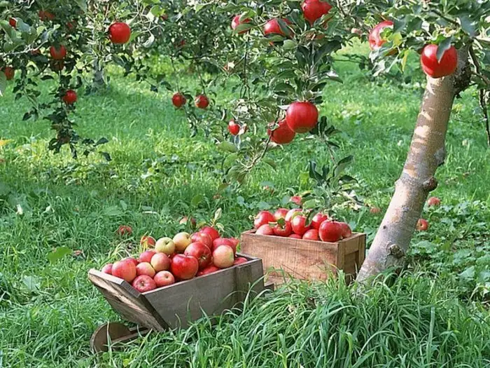 سیب های چیده شده در کنار درخت سیب 21252