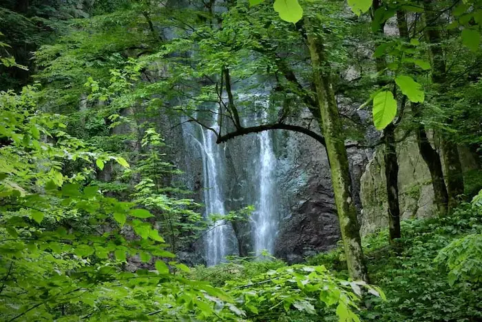 جنگل سرسبز تیلاکنار متل قو در کنار آبشار خروشان 41514