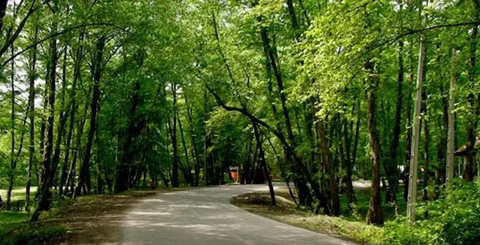 جاده آسفالت شده در پارک جنگلی سرسبز خرماچال در عباس آباد 4164687486