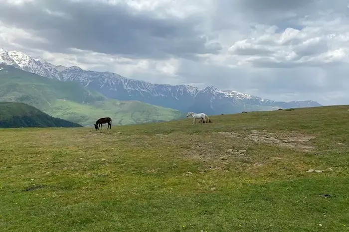 اسب های آزاد در زیر آسما ابری و طبیعت سرسبز روستای مازیچال 4875609463