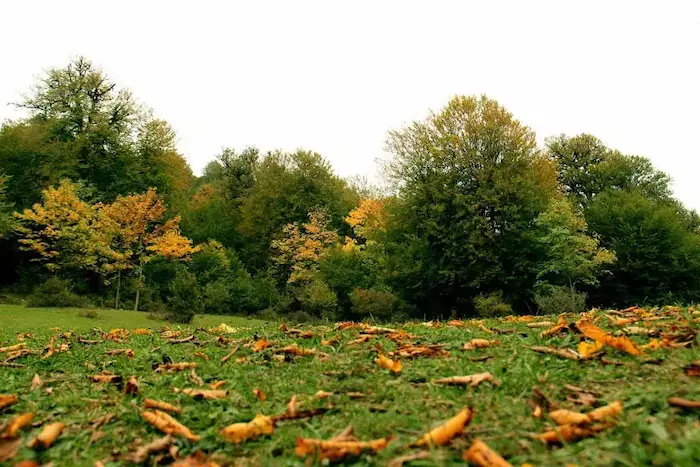 ردپای پاییز در طبیعت سرسبز روستای مازیچال عباس آباد 435486858