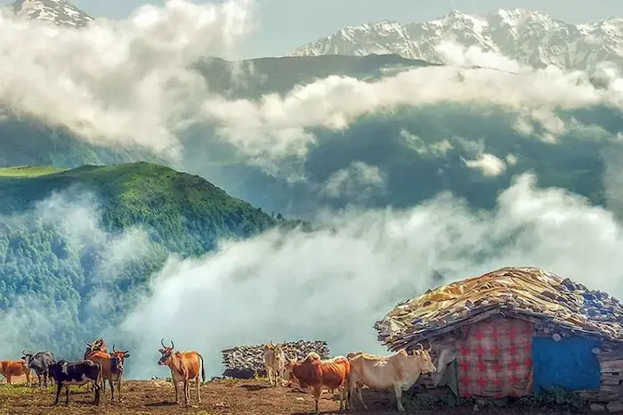 پوشش گیاهی سرسبز در هوای مه آلود و چراگاه دام روستای مازیچال 458635946857