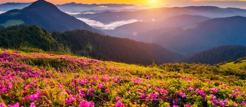 پوشش گیاهی سرسبز و گل های روییده شده در ارتفاعات کوه های بلند فامت استان مازندران در نزدیکی غروب 587386877